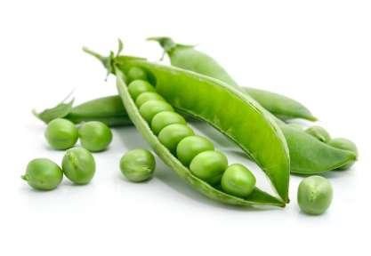 Peas - Pisum sativum In the Middle Ages in Europe, dried peas made up a major part of the diet of peasants.