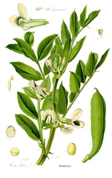 Broad Beans Vicia faba Native to North Africa, southwest and south Asia, Extensively cultivated elsewhere. Among the most ancient plants in cultivation, 8,800 years.
