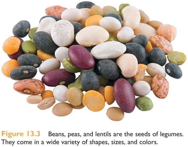 Legume seeds Important food staple worldwide Rich in both oil and protein Higher in protein than any other food plants Close to animal meat in protein quality