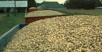 Peanut Production US is the world s third largest producer, after