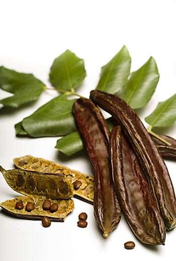 Carob Ceratonia siliqua Cultivated in the Near East for thousands of years. Fruits have long been used to feed livestock.