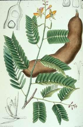 Tamarind Tamarinds (Tamarindus indica) have been used in tropical Africa and Asia for thousands of years.