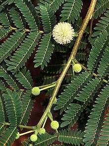 Lead tree - Leucaena leucocephala