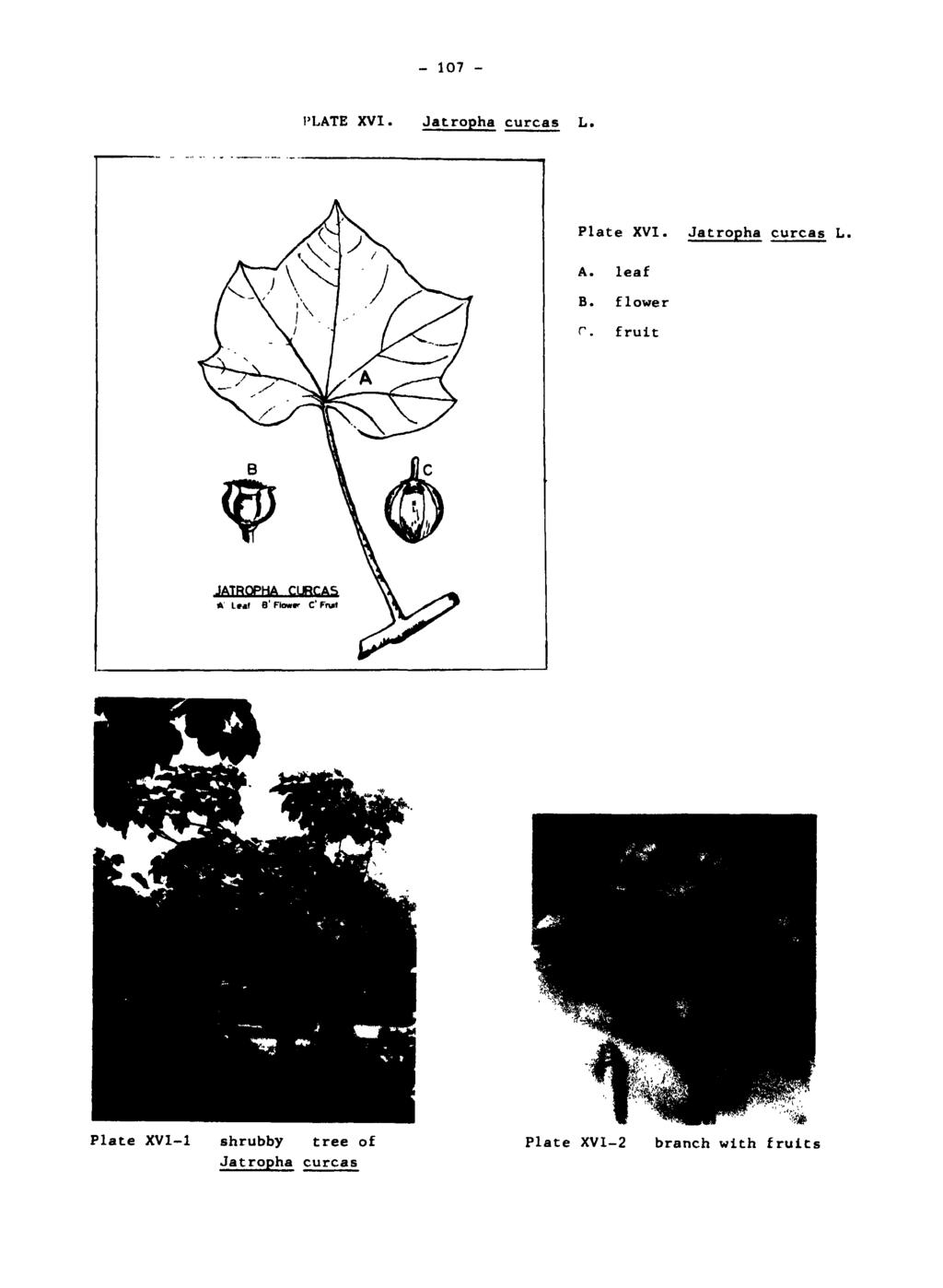 - 107 - PLATE XVI. Jatropha curcas L. Plate XVI. Jatropha curcas L. A. leaf B. flower r.