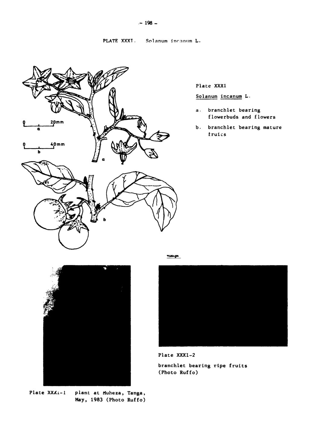 .- 198 - PLATE XXXT. 5,,1 anum inc.111l1m L. Plate XXXI Solanum incanum L. l I a. 2pmm 0 4pmm I I b a. branchlet bearing flowerbuds and flowers b.