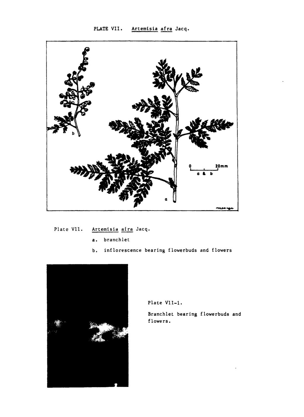 PLATE VII. Artemisia afra Jacq. o, I, a & b 20mm Plate VII. Artemisia aira Jacq. a. branch let b.