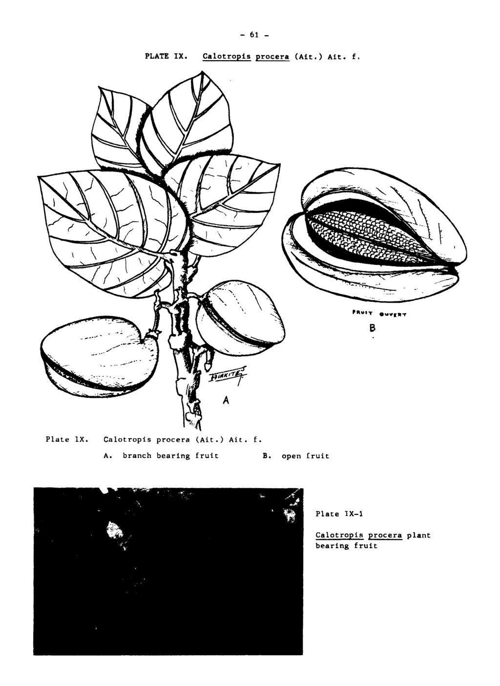 - 61 - PLATE IX. Calotropis procera (Ait.) Ait. f. B Plat.e lx. Calotropis procera (Ait.) Ait. f. A. branch bearing fruit B.