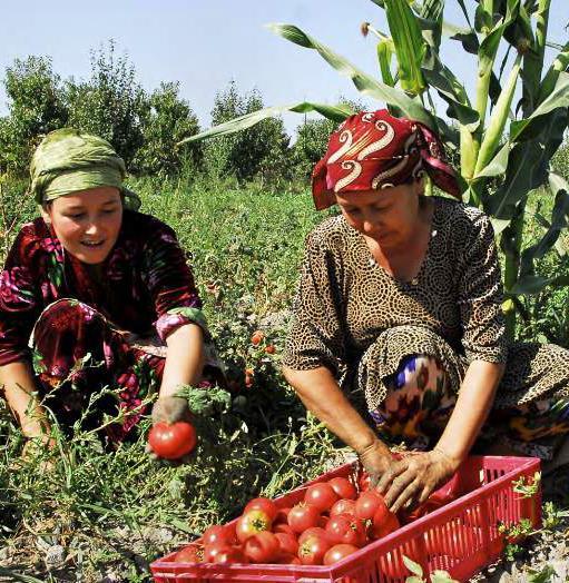 NAPP Fairtrade in Central Asia, Build Capacity of Small Farming, Enlarge and Opportunity