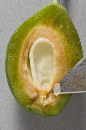 Fruit size at reference date, when the endosperm is visible in 80 to 90% of the fruit (Figure 1),