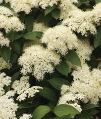 Unique Flowering Shrubs from Proven