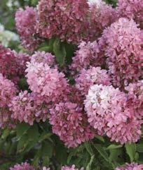Exceptionally fragrant, spring flowers