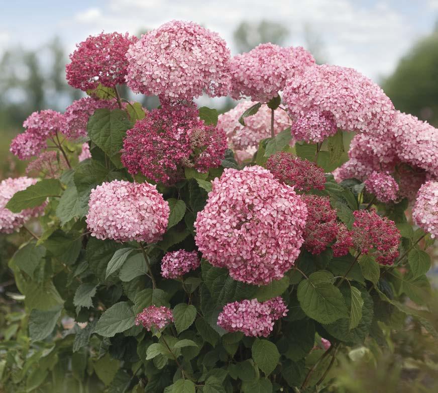 Unique Flowering Shrubs from Proven Winners Double Play Red Spiraea A color breakthrough!