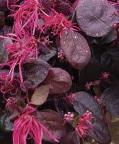 Loropetalum Exciting new choices for