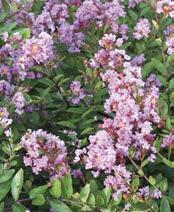 Orchid Lagerstroemia 16 Infinitini