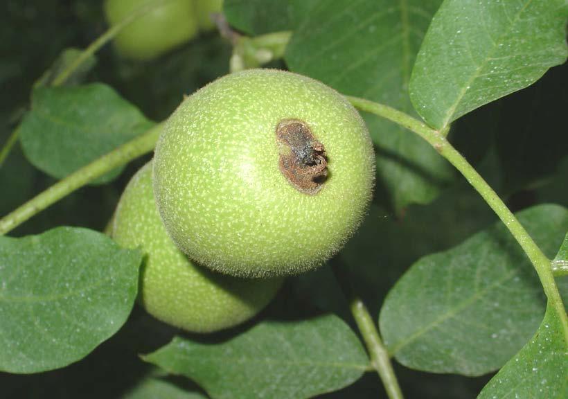 Epidemiology and Management of Walnut Blight J.E. Adaskaveg Department of Plant Pathology and Microbiology University of California, Riverside Cooperating: R.