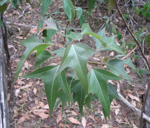 KURRAJONG (Brachychiton populneus) Tree to 20m, native to eastern Australia.