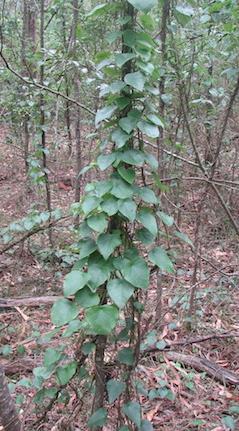 SNAKE VINE (Stephania japonica) A twining native vine.