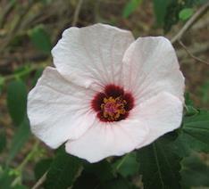 Related to the hibiscus family; grows to 1.5m tall.