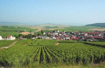 il c n u o C y it n u Comm Cumières : vine and the wine works Cramant : the vineyard landscape Chouilly :