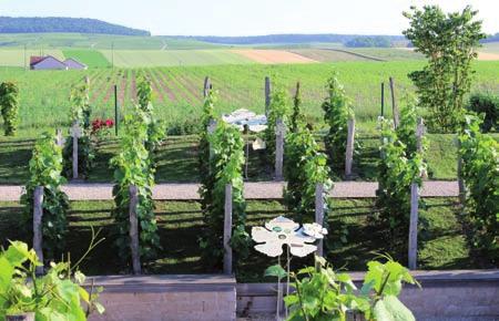 These outdoor museographic areas display all the features of the Champagne area : the