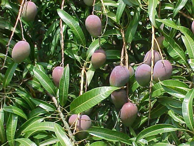 Mango - Mangifera indica L.