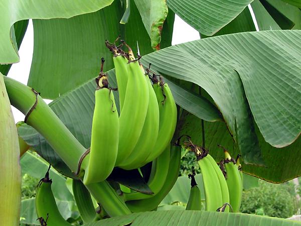 Bananas and Plantains Musa sp.