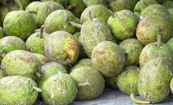 Breadfruit -