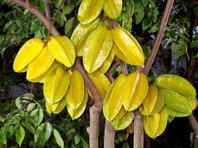 Carambola (Starfruit) Green-yellow, about three to six inches long, and has five distinct, lengthwise ridges.