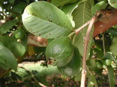 Guava - Psidium guajava The fruit are
