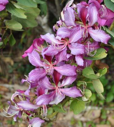 Flower and Blooming Period The flowers have five widely spaced rose-purple to orchid pink petals. The standard is flared red. There are five long and sterile stamen.