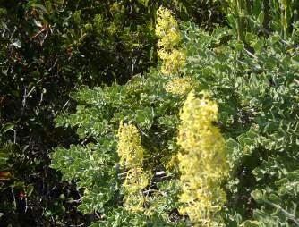 SCROPHULARIACEAE Manulea thyrsiflora Vingertjies Densely hairy shrub to 1 m.