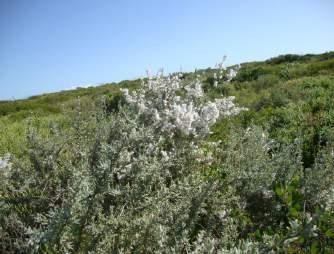 ASTERACEAE Eriocephalus racemosus Kapokbos; Wild Rosemary An erect grey-silky shrub of 1.5 m.