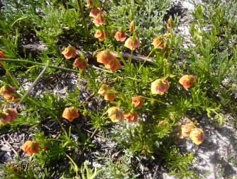 As early as 1685 when Simon vd Stel travelled to Namaqualand they were reported to be thirst-quenching. Flowers from August to October.