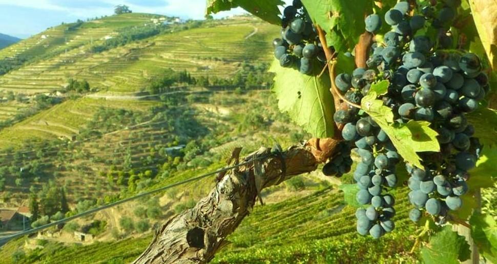 The hiking through the immense valleys but also the train journey from Porto to the Douro slopes which will lead you to amazing vineyard terraces scenery