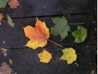 Common Tree Species Guide for Greater Toronto Area and Niagara Region Sugar Maple Acer saccharum Bark: young