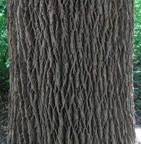 mature bark has regular pattern of intersecting ridges forming diamond pattern, light to dark grey Buds: