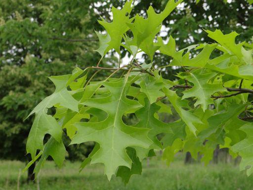 Common Tree Species Guide for Greater Toronto Area and Niagara Region White Oak Quercus alba Bark: young bark scaly,