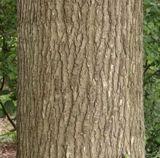 Oak Quercus rubra Bark: young bark smooth and grey; mature bark deeply ridged and grey Leaves: alternate, simple,