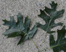 long, pointed and smooth Twigs: reddish-brown, hairless Bur Oak Quercus macrocarpa Bark: rough with irregular