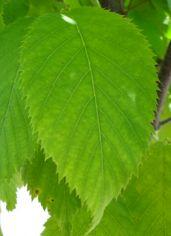 Tree Species Guide for Greater Toronto Area and Niagara Region Hawthorn Genus Crataegus Bark: scaly