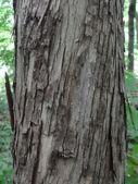 sometimes thornless ) Ironwood Ostrya virginiana Bark: young bark smooth; mature bark has peeling