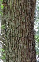 smooth with flat vertical ridges; mature bark has greyish shallow ridges Leaves: alternate,