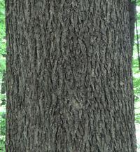 8 cm long at twig tips Twig: greyish-brown or shiny green, slender Shagbark Hickory Carya ovata