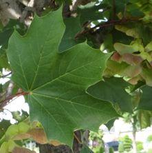 Common Invasive Species Guide Manitoba Maple Acer negundo Bark: greyish-brown; mature bark has narrow