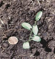 22. Wild Buckwheat (Polygonum convolvulus) Summer annual. Cotyledons are linear and hairless.