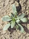 Cotyledons lack hairs, have a peppery taste and are unequally oval, with