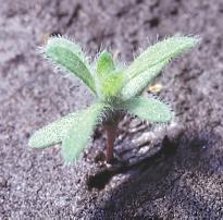 46. Horseweed (Marestail) (Conyza canadensis) Winter or summer annual.