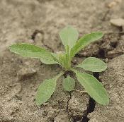 Later leaves are alternate, without petioles, crowded around the stem, entire or toothed, and