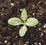 Cotyledons are narrow, oblong and covered with soft, fine hairs.