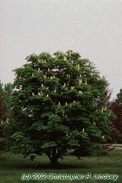 Latin Name: Aesculus hippocastanum Horsechestnut Status: Introduced species Habit & : upright-oval crown; 50-75 ft tall : opposite, distinctly shaped, very large palmately compound leaf; 7 leaflets,